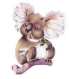 KOALA 6